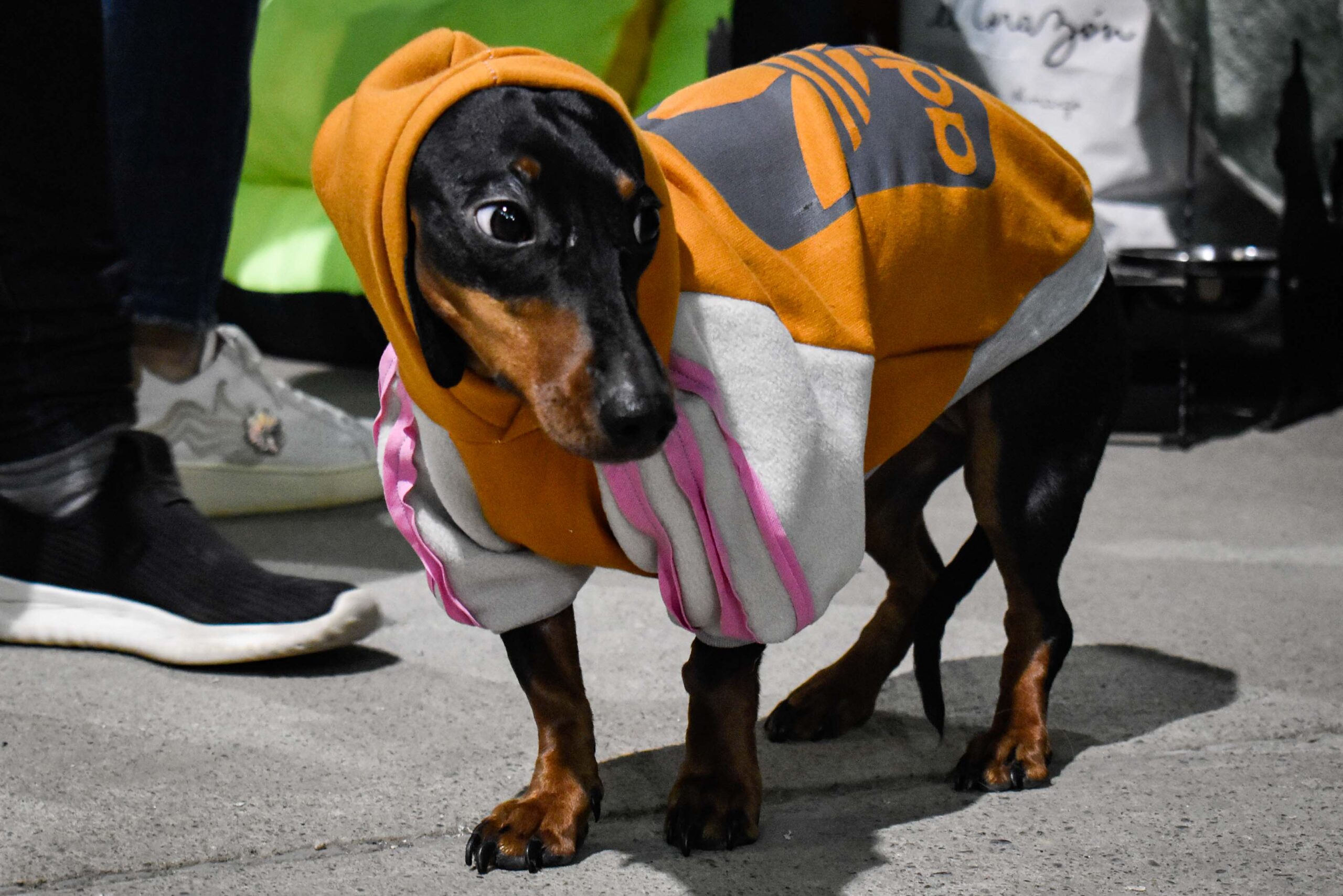 La Expoanimal se realizo en la Sociedad Rural con gran concurrencia