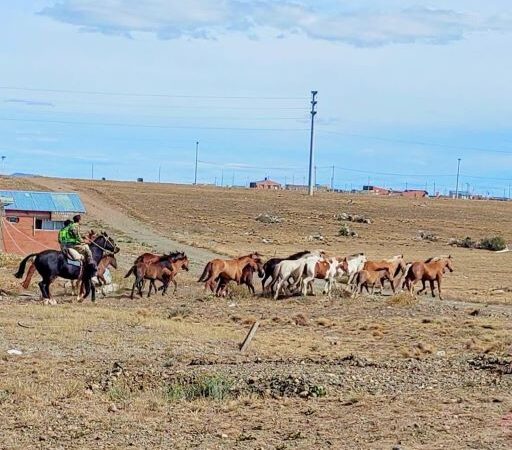 Barrio Ayres Argentinos: Gran cantidad de equinos sueltos fueron capturados por el GEOR