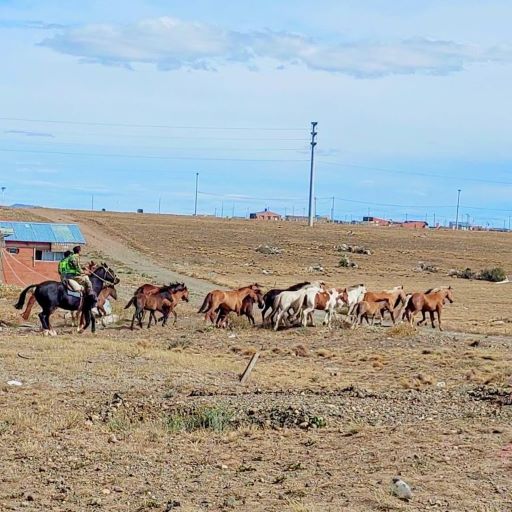 Barrio Ayres Argentinos: Gran cantidad de equinos sueltos fueron capturados por el GEOR
